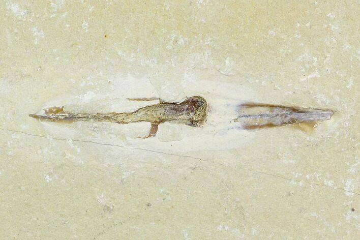 Unidentified Cretaceous Fossil Soft Bodied Cephalopod - Lebanon #124017